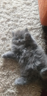 Photo №1. british longhair - for sale in the city of Bobruisk | 73$ | Announcement № 3936