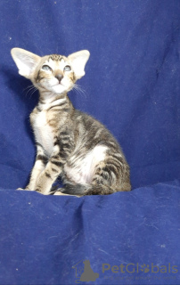 Photo №2 to announcement № 9371 for the sale of oriental shorthair - buy in Ukraine from nursery
