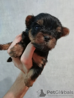 Photo №2 to announcement № 100418 for the sale of beaver yorkshire terrier, yorkshire terrier - buy in Lithuania private announcement, breeder