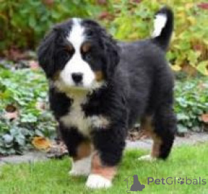 Photo №1. bernese mountain dog - for sale in the city of Warsaw | negotiated | Announcement № 174944