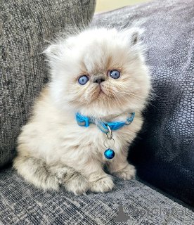 Photo №1. persian cat - for sale in the city of Steinfurt | 361$ | Announcement № 174777