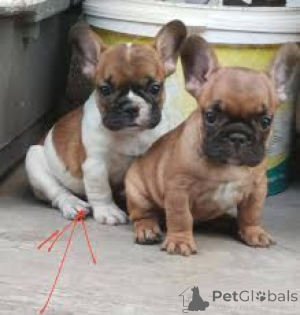Photo №2 to announcement № 165988 for the sale of french bulldog - buy in Spain private announcement, breeder