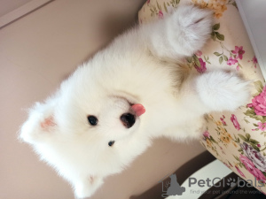 Photo №3. Samoyed puppies. Poland