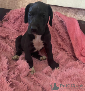 Photo №1. great dane - for sale in the city of Labinsk | 405$ | Announcement № 11448