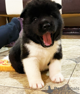 Photo №1. american akita - for sale in the city of Kiev | negotiated | Announcement № 17362