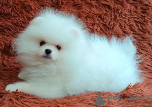 Photo №1. pomeranian - for sale in the city of Kiev | 845$ | Announcement № 43018