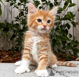 Photo №1. maine coon - for sale in the city of Berlin | 370$ | Announcement № 103761