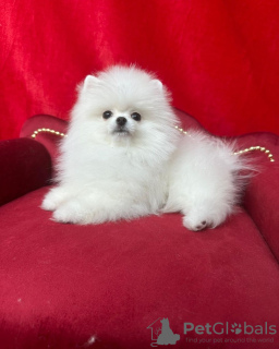 Photo №1. pomeranian - for sale in the city of Cologne | 380$ | Announcement № 120163