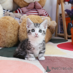 Photo №2 to announcement № 152216 for the sale of munchkin - buy in United States breeder