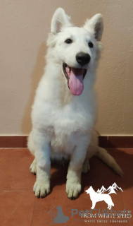 Photo №2 to announcement № 15813 for the sale of berger blanc suisse - buy in Russian Federation from nursery