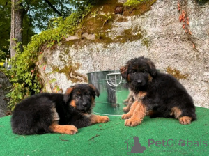 Photo №4. I will sell german shepherd in the city of Jülich. private announcement - price - 423$