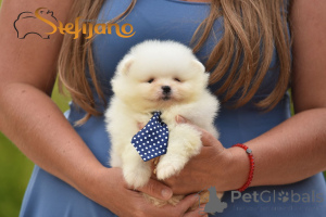 Photo №4. I will sell pomeranian in the city of Loznica. breeder - price - negotiated