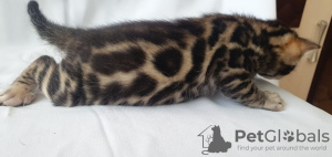 Photo №2 to announcement № 10355 for the sale of bengal cat - buy in Russian Federation breeder