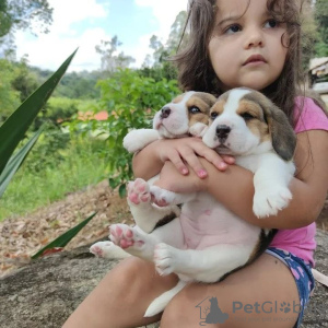 Photo №3. Beautiful beagle puppies. Germany