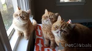 Photo №1. exotic shorthair - for sale in the city of Marseilles | 516$ | Announcement № 165923