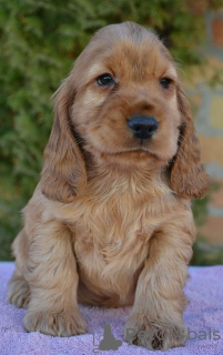Photo №3. English Cocker Spaniel puppy. Serbia