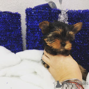 Photo №2 to announcement № 149977 for the sale of yorkshire terrier - buy in United States private announcement, from nursery, from the shelter, breeder