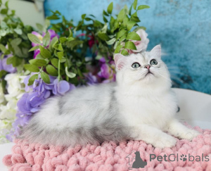 Photo №2 to announcement № 144503 for the sale of scottish straight - buy in Ukraine breeder