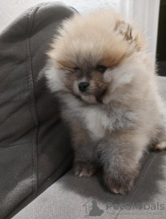 Photo №3. Beautiful Pomeranian Puppies - Your New Family Member. Serbia