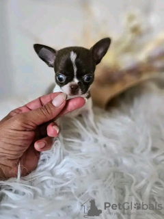 Photo №3. Adorable toilet trained. France