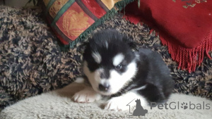 Photo №2 to announcement № 167471 for the sale of alaskan malamute - buy in Denmark private announcement, breeder