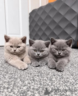 Photo №1. british shorthair - for sale in the city of Burg | 516$ | Announcement № 178720