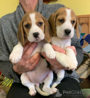 Photo №1. beagle - for sale in the city of Sastamala | negotiated | Announcement № 64986