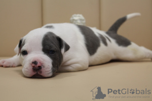 Photo №2 to announcement № 62653 for the sale of staffordshire bull terrier - buy in Moldova breeder