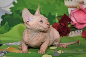 Additional photos: kittens canadian sphynx