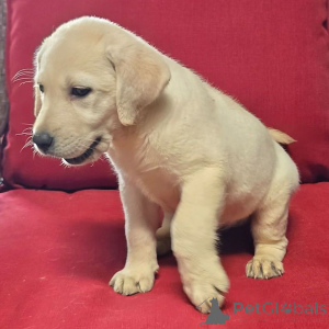 Photo №2 to announcement № 176362 for the sale of labrador retriever - buy in Germany private announcement