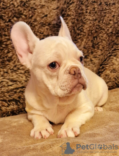 Photo №3. French bulldog. United States