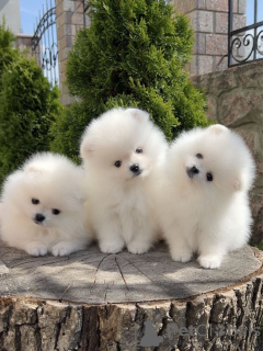 Additional photos: Pomeranian puppies