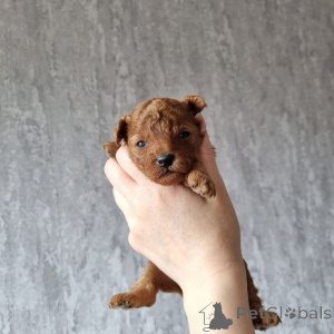 Photo №1. poodle (toy) - for sale in the city of Berlin | 568$ | Announcement № 163098