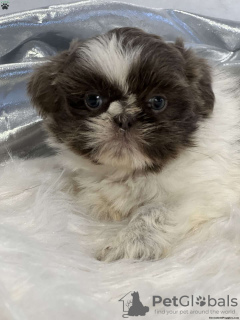 Photo №1. shih tzu - for sale in the city of Bergheim | negotiated | Announcement № 44773
