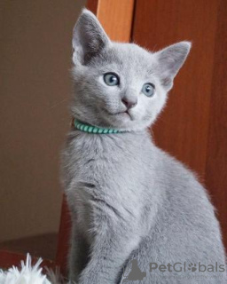 Photo №3. Russian blue kittens for sale Business WhatsApp 37062044902. Hungary