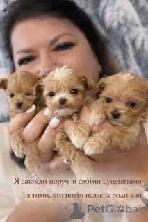 Photo №3. Chinese maltipa. Ukraine