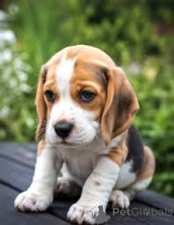 Photo №2 to announcement № 161872 for the sale of beagle - buy in United States private announcement, breeder