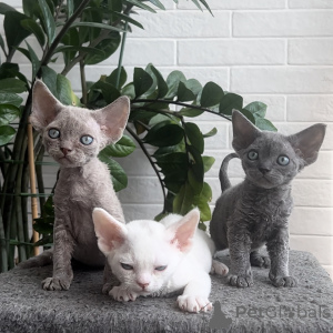 Photo №1. devon rex - for sale in the city of Salzburg | negotiated | Announcement № 164275