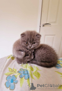 Photo №1. scottish fold - for sale in the city of Ипр | Is free | Announcement № 118051