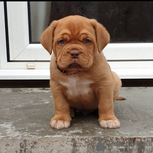 Photo №1. dogue de bordeaux - for sale in the city of Riga | 423$ | Announcement № 83376