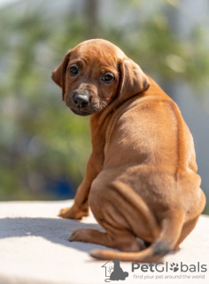 Photo №2 to announcement № 53361 for the sale of rhodesian ridgeback - buy in Russian Federation from nursery