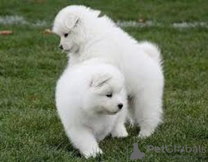 Photo №1. samoyed dog - for sale in the city of Prague | 300$ | Announcement № 111202