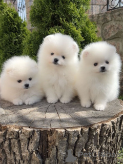 Additional photos: Wonderful Pomeranian puppies