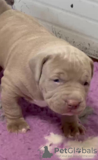 Additional photos: American bully puppies