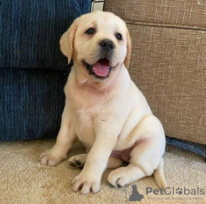 Photo №2 to announcement № 123330 for the sale of labrador retriever - buy in Canada breeder