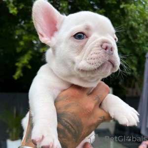 Additional photos: French Bulldog puppies