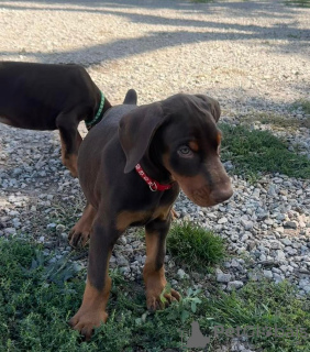 Photo №3. Nuostabūs Dobermano šuniukai. Lithuania