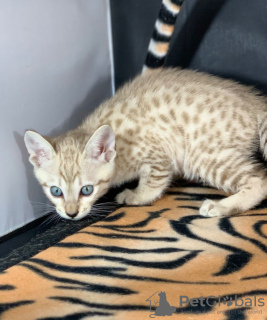 Photo №4. I will sell savannah cat in the city of Byhalia. private announcement - price - 300$