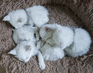 Photo №1. maine coon - for sale in the city of Brussels | Is free | Announcement № 174721