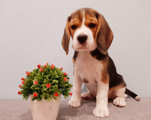 Photo №2 to announcement № 4142 for the sale of beagle - buy in Russian Federation breeder
